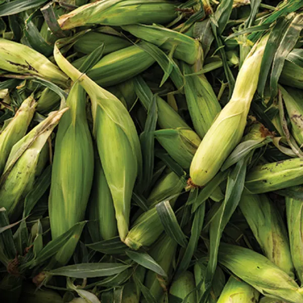 Corn